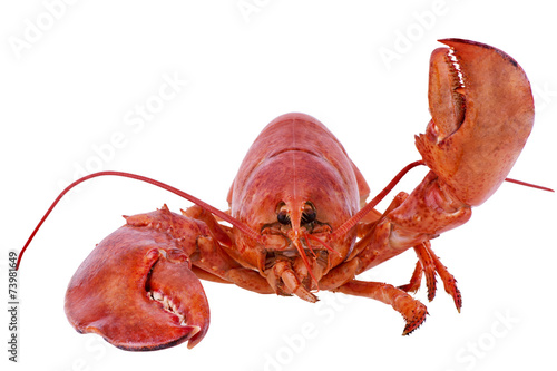 Cooked lobster
