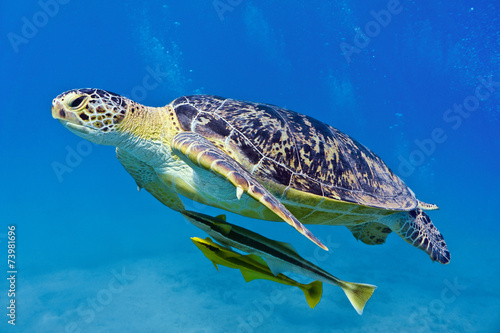 Sea turtle