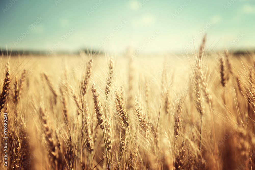 golden wheat field and sunny day