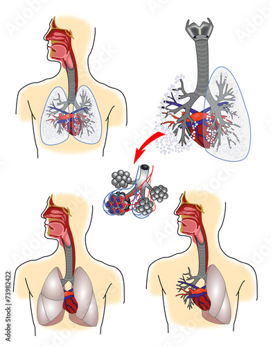 Respiratory system anatomy
