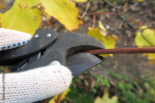 Pruning a vine with a garden secateur in the autumn garden photo