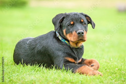 Rottweiler puppy lying on the lawn