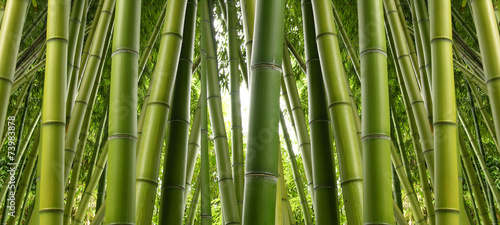 Fototapeta Naklejka Na Ścianę i Meble -  Bamboo Jungle