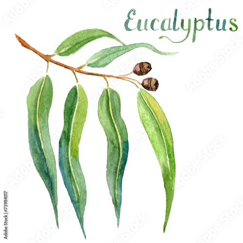 Eucalyptus branch watercolor hand drawn vector illustration