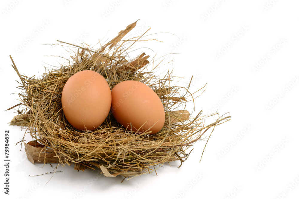 chicken eggs in nest chicken eggs in nest