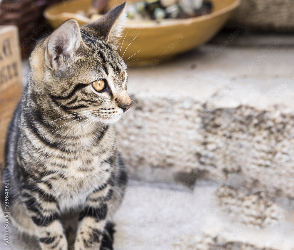 Naklejka premium cat very focused into something interesting