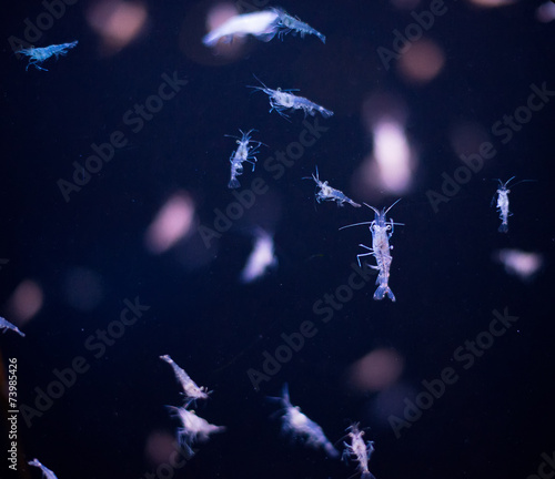 Hyperia macrocephala. Close-up of of planktonic organisms. photo