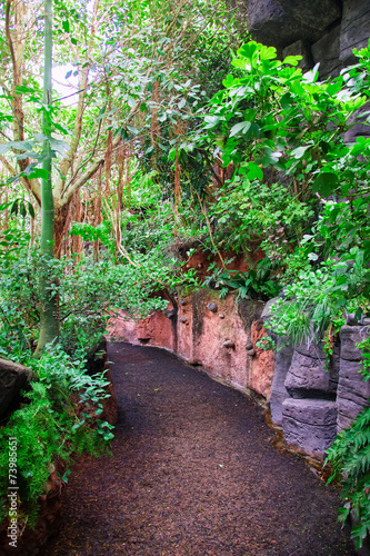 Path in dense tropical rain forest.