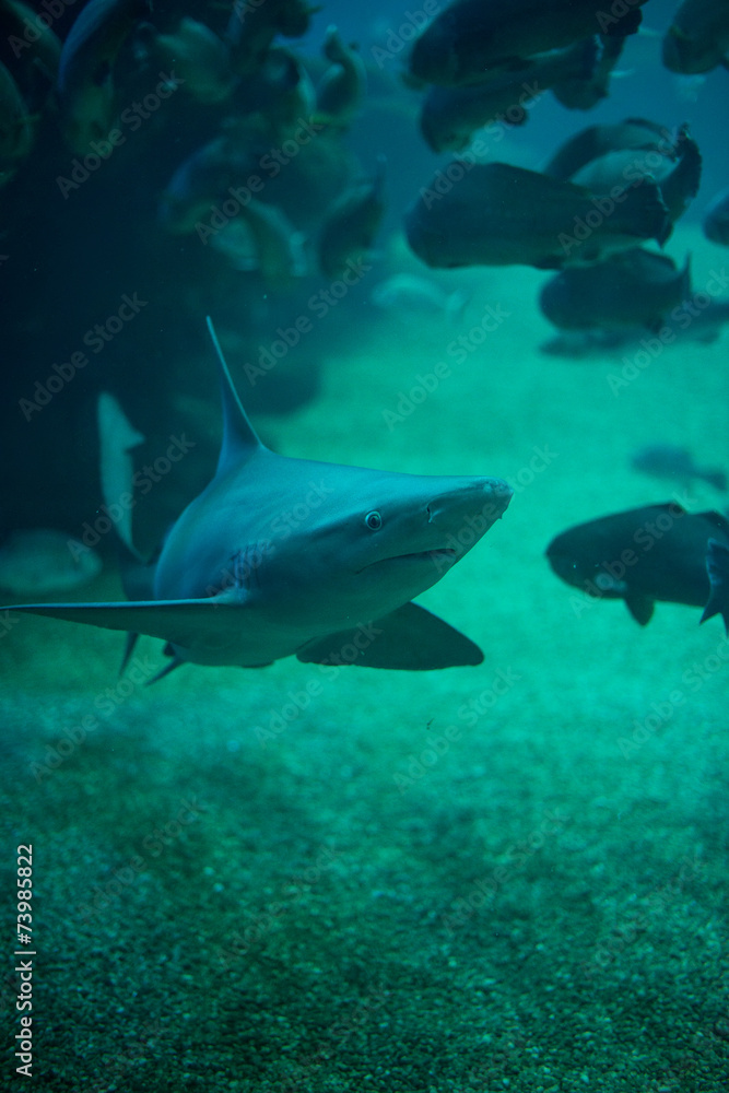 Fototapeta premium Shark in the depths of the sea.