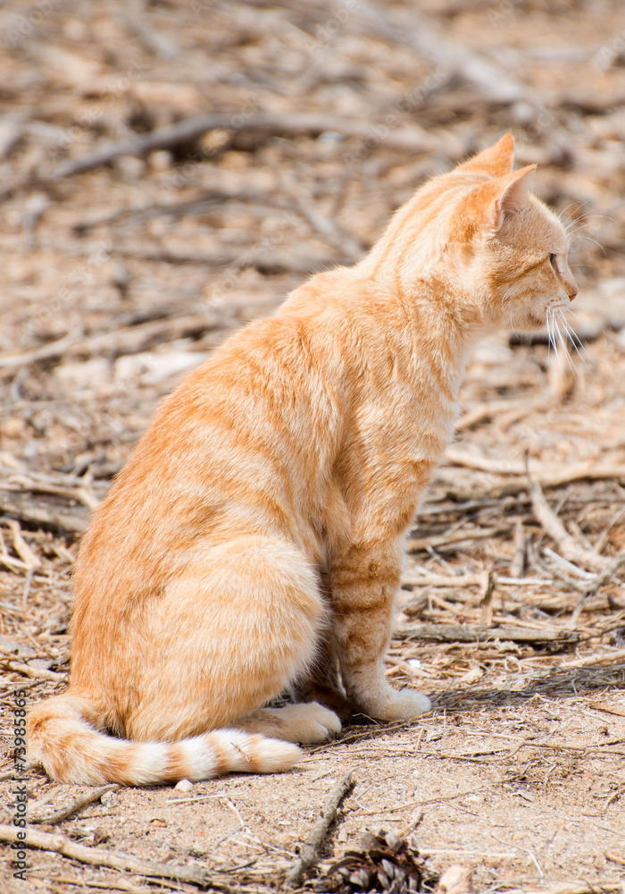 Portrait of dirty stray feral cat outdoors. Portrait of dirty stray feral cat outdoors.