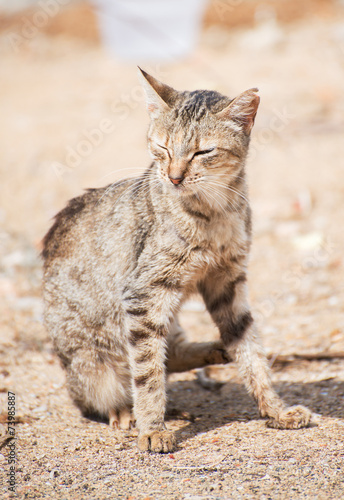 Portrait of dirty stray feral cat outdoors. © M-Production