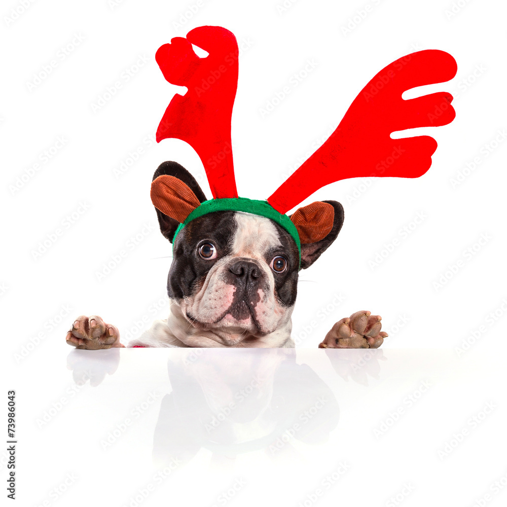 French bulldog dressed as reindeer Rudolph over white