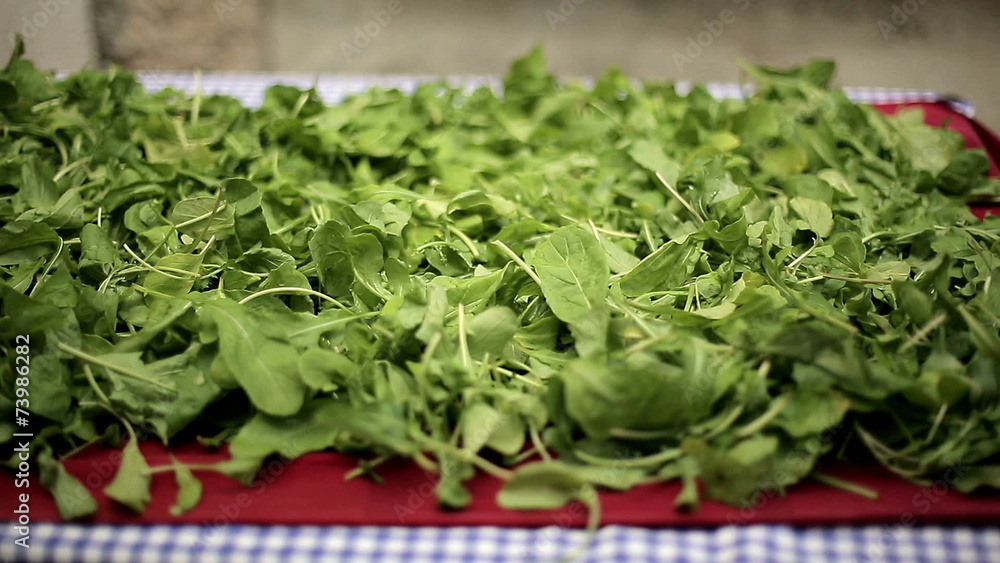 Green leaves of arugula. Medium shot. Dolly shot Green leaves of arugula. Medium shot. Dolly shot