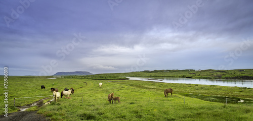 Grazing horses