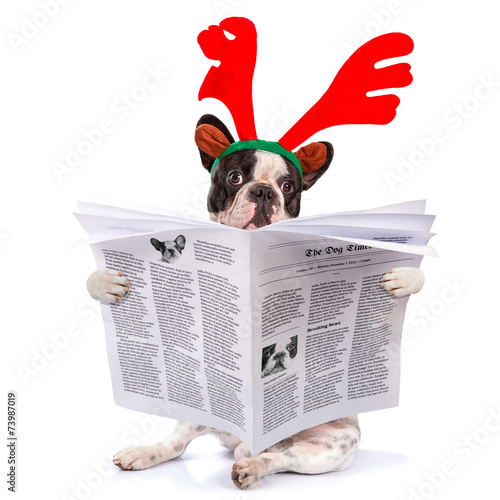 French bulldog dressed as reindeer Rudolph reading newspaper © Patryk Kosmider