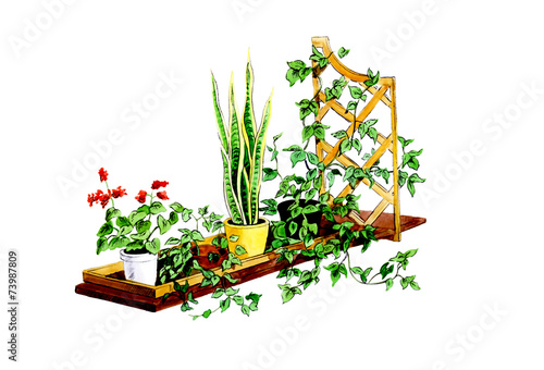 Basket mounting. Botany