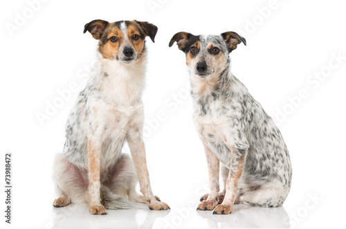 Fototapeta Naklejka Na Ścianę i Meble -  Mischlingshunde