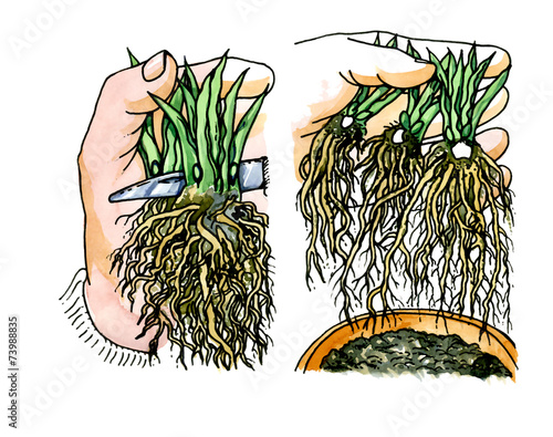 Transplant plants with developed Roots. Botany.