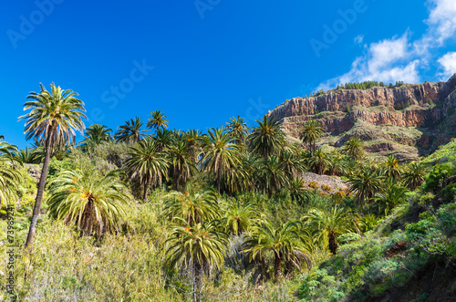 Fototapeta Naklejka Na Ścianę i Meble -  Tropical mountain landscape of La Gomera island, Spain