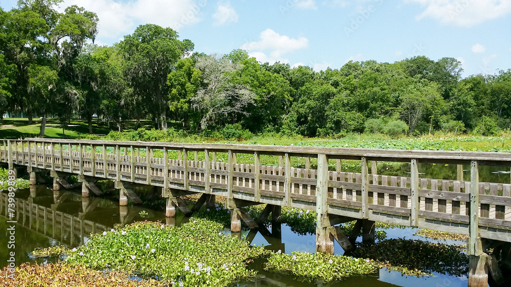 Fototapeta premium Brazos Bend State Park