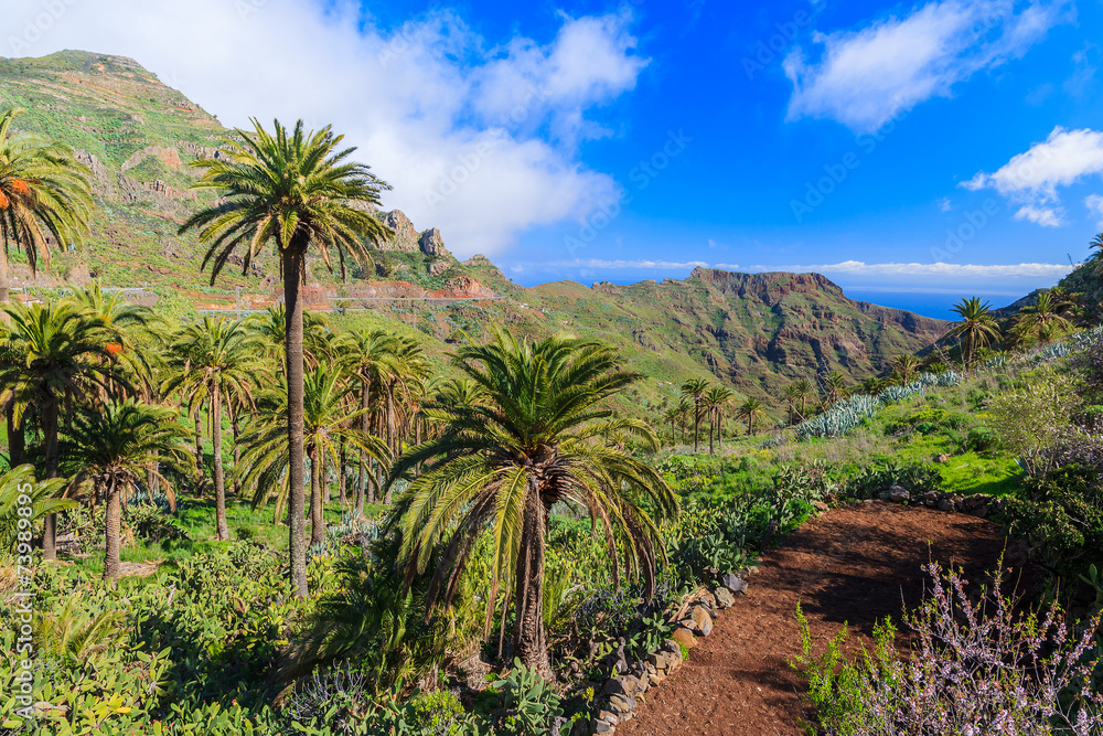 Fototapeta premium Palm trees in mountain valley, La Gomera, Canary Islands