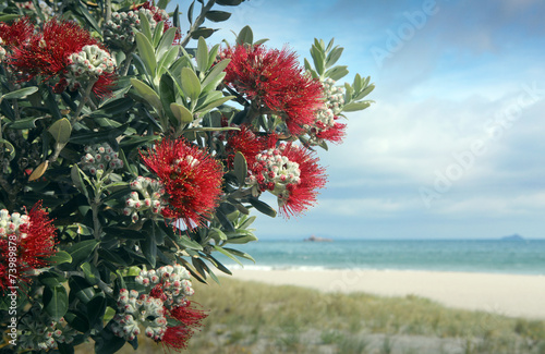 Pohutukawa trees red fowers sandy beach photo