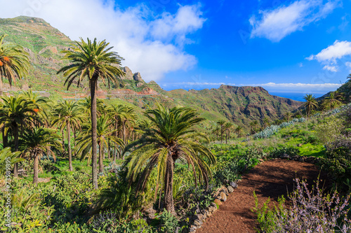Palm trees in mountain valley, La Gomera, Canary Islands