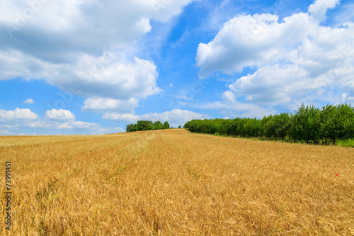 Wheat field on sunny summer day, Poland