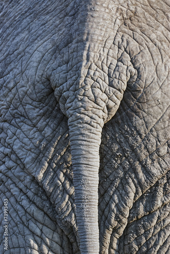 Elephant back © lucaar