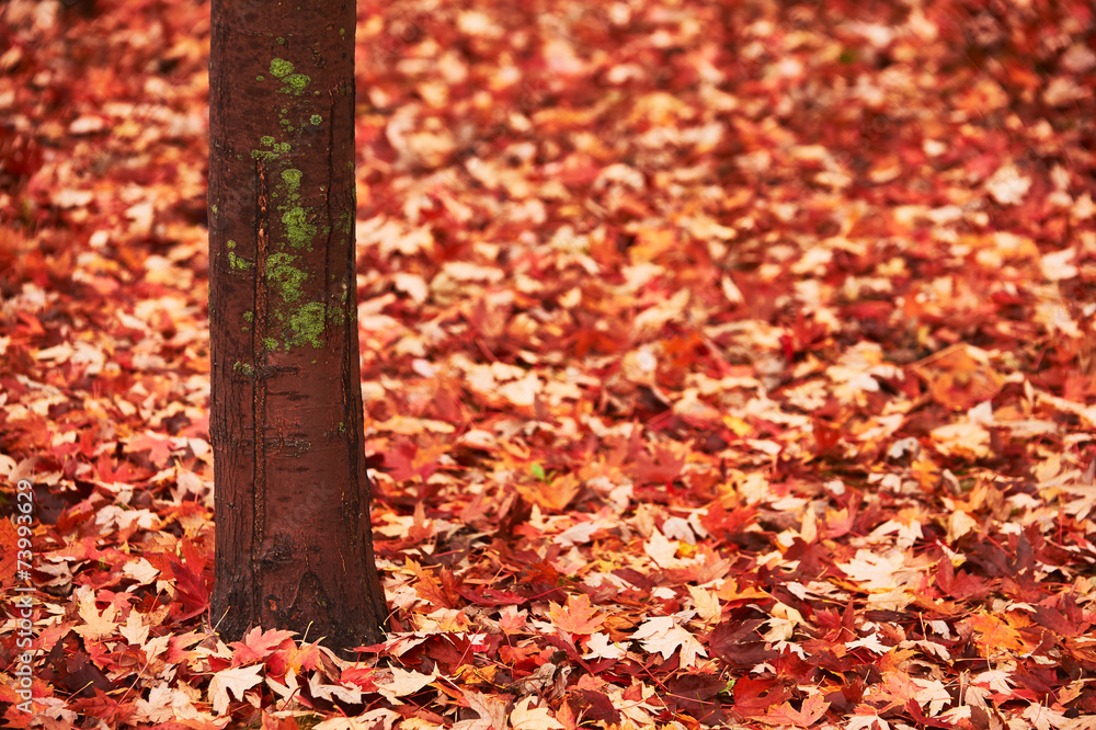 Obraz premium Trunk and maple leaves