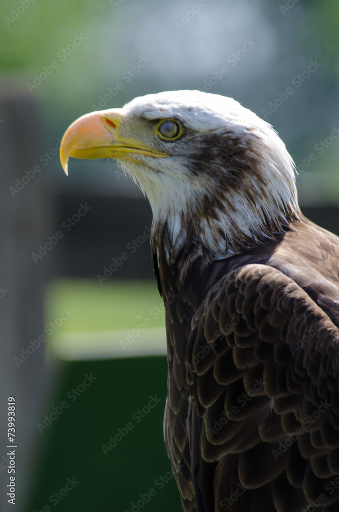 AGUILA AGUILA