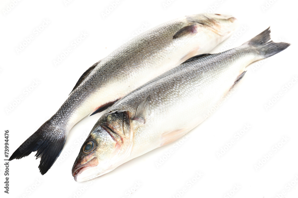 Fresh seabass fish isolated on white Fresh seabass fish isolated on white