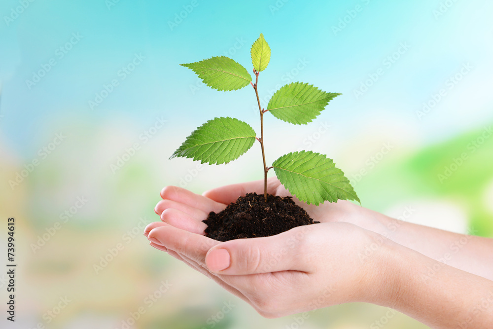 Plant in hands on light blue background Plant in hands on light blue background