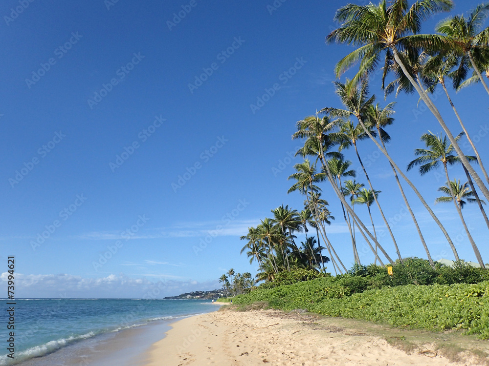 Coconut Trees line Kahala Beach