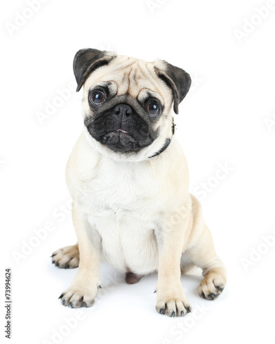 Funny  cute and playful pug dog isolated on white