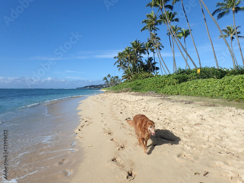Fototapeta Naklejka Na Ścianę i Meble -  Golden Retriever Dog walks along beach with wind blowing in hair