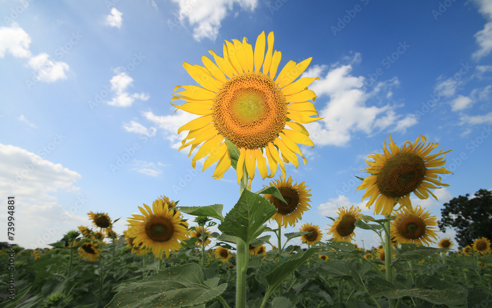 Fototapeta premium Sunflower