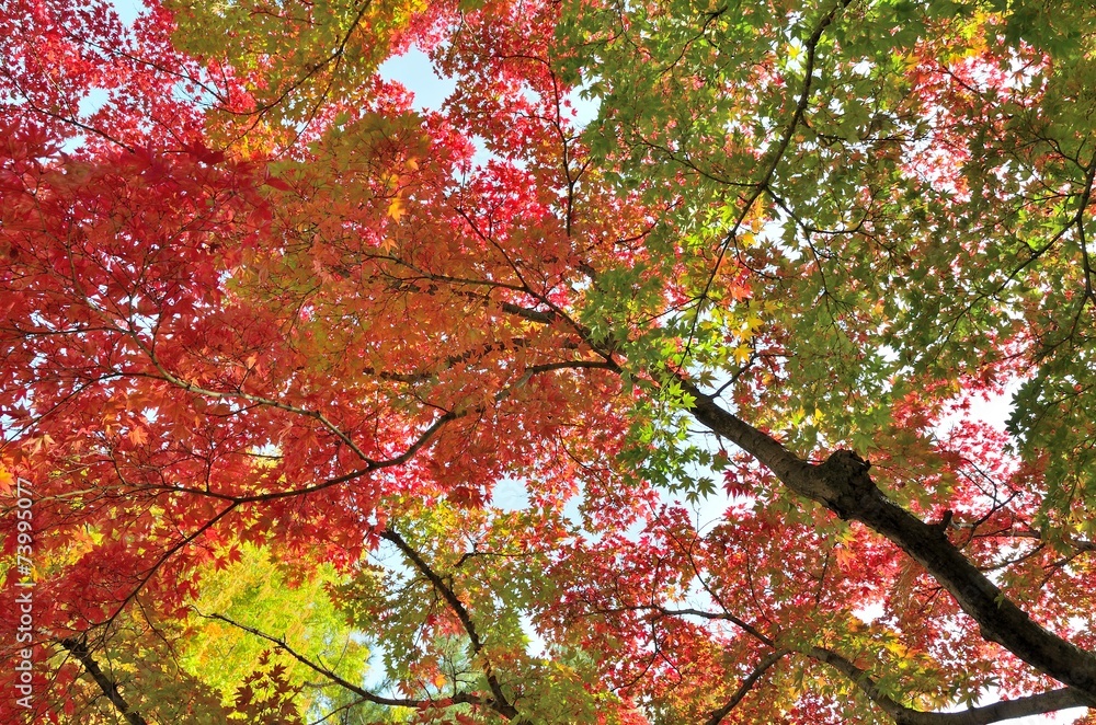 紅葉