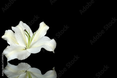 Fototapeta Naklejka Na Ścianę i Meble -  Beautiful lily isolated on black