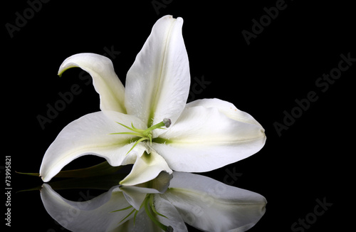 Fototapeta Naklejka Na Ścianę i Meble -  Beautiful lily isolated on black