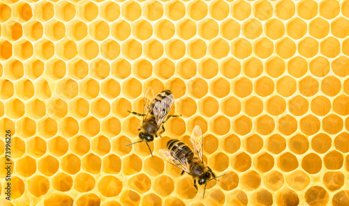 Fototapeta Naklejka Na Ścianę i Meble -  Working bees