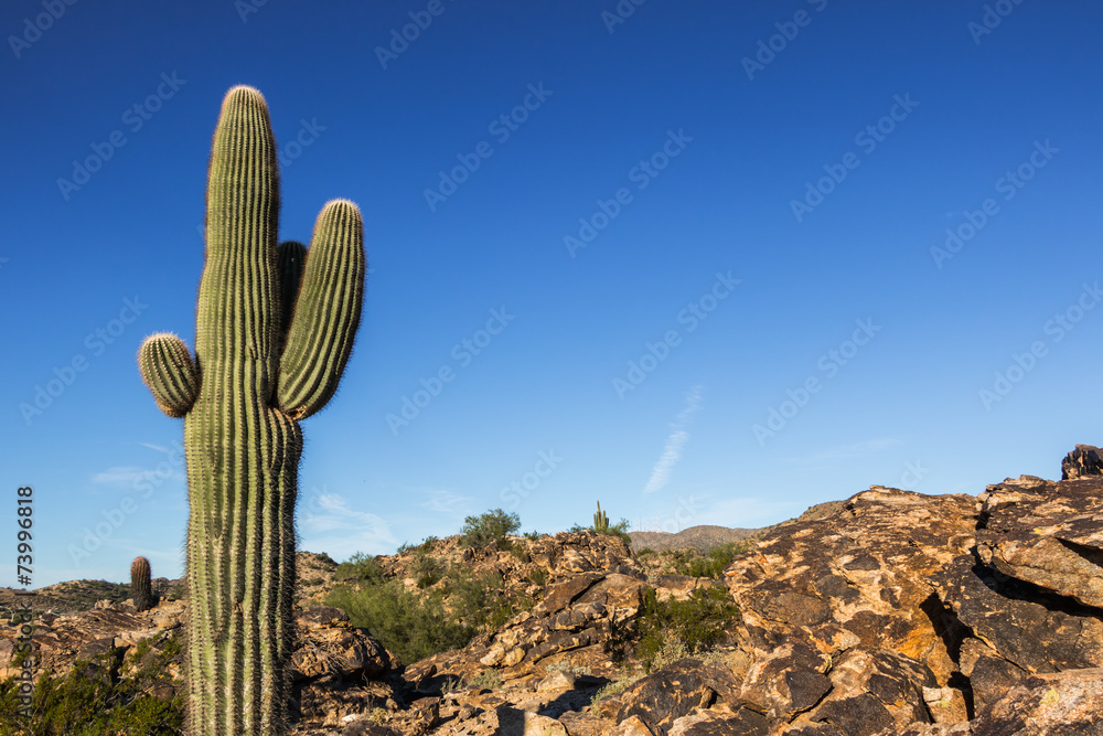 Cactus Arizona Desert Cactus Arizona Desert