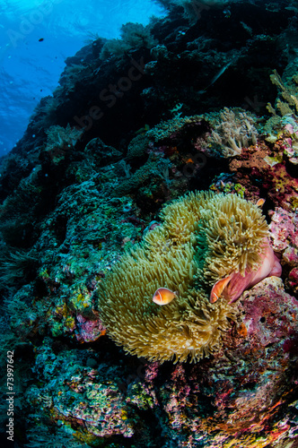 Anemone, clownfish, soft coral in Banda, Indonesia underwater