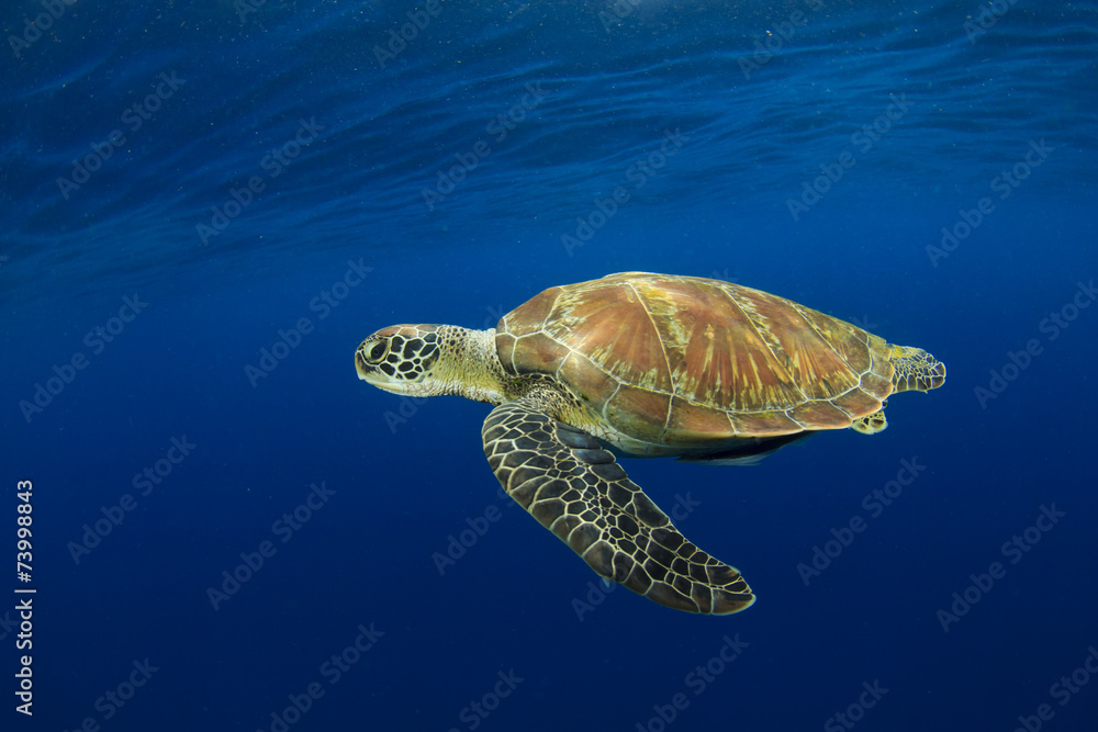 Fototapeta premium Green Sea Turtle (Chelonia mydas)