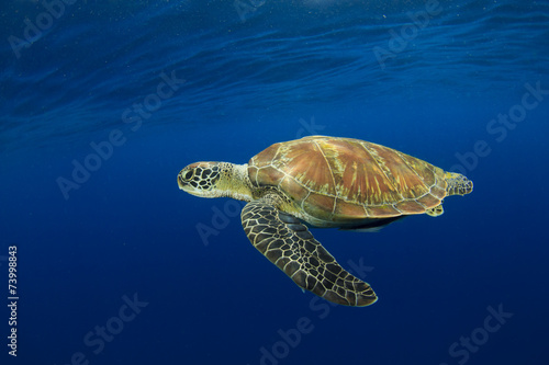 Green Sea Turtle (Chelonia mydas)