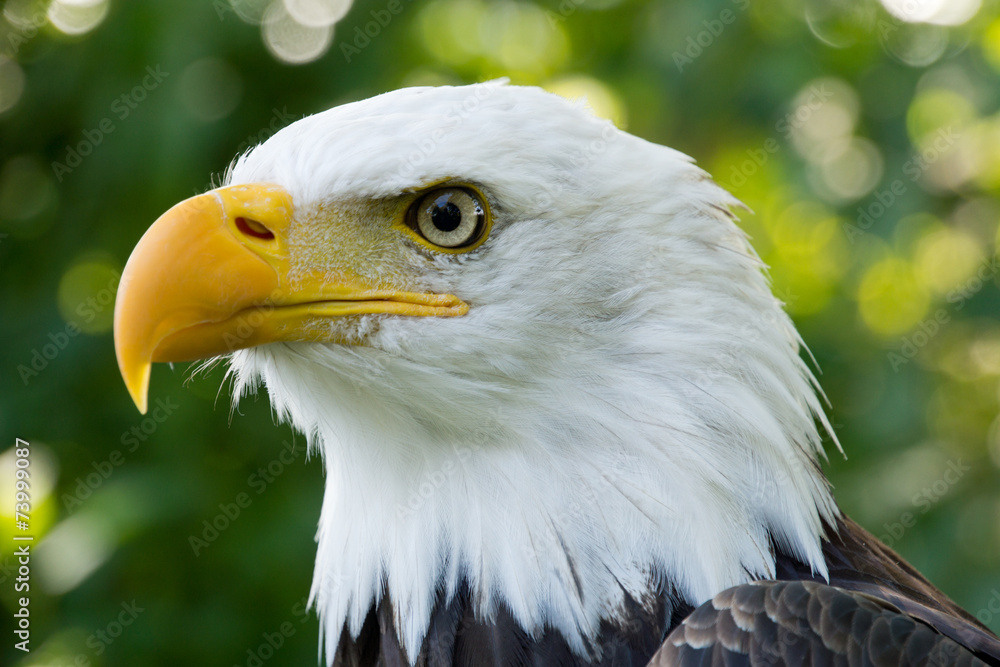 Fototapeta premium Closeup portrait of American Bald Eagle