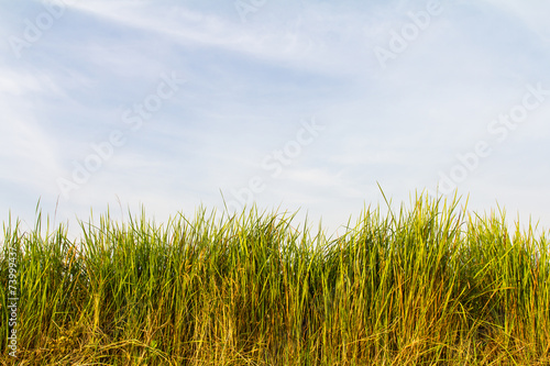Top view of the green grass in the countryside, looking to sky.