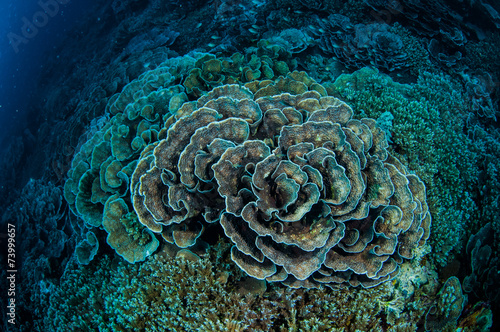 Cabbage coral in Banda, Indonesia underwater photo