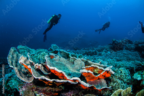 Diver, cabbage coral in Banda, Indonesia underwater photo