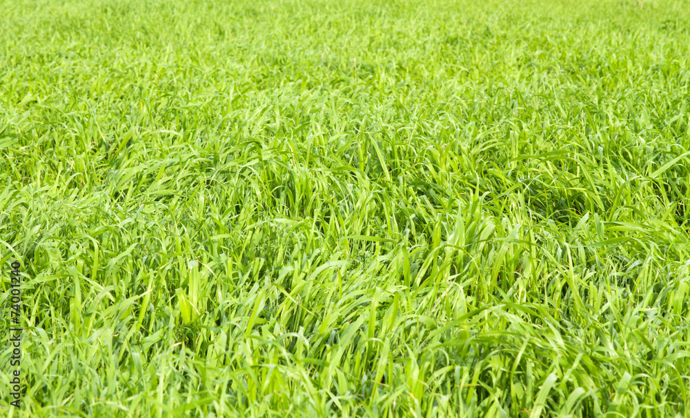 Green grass seamless texture. Green grass seamless texture.